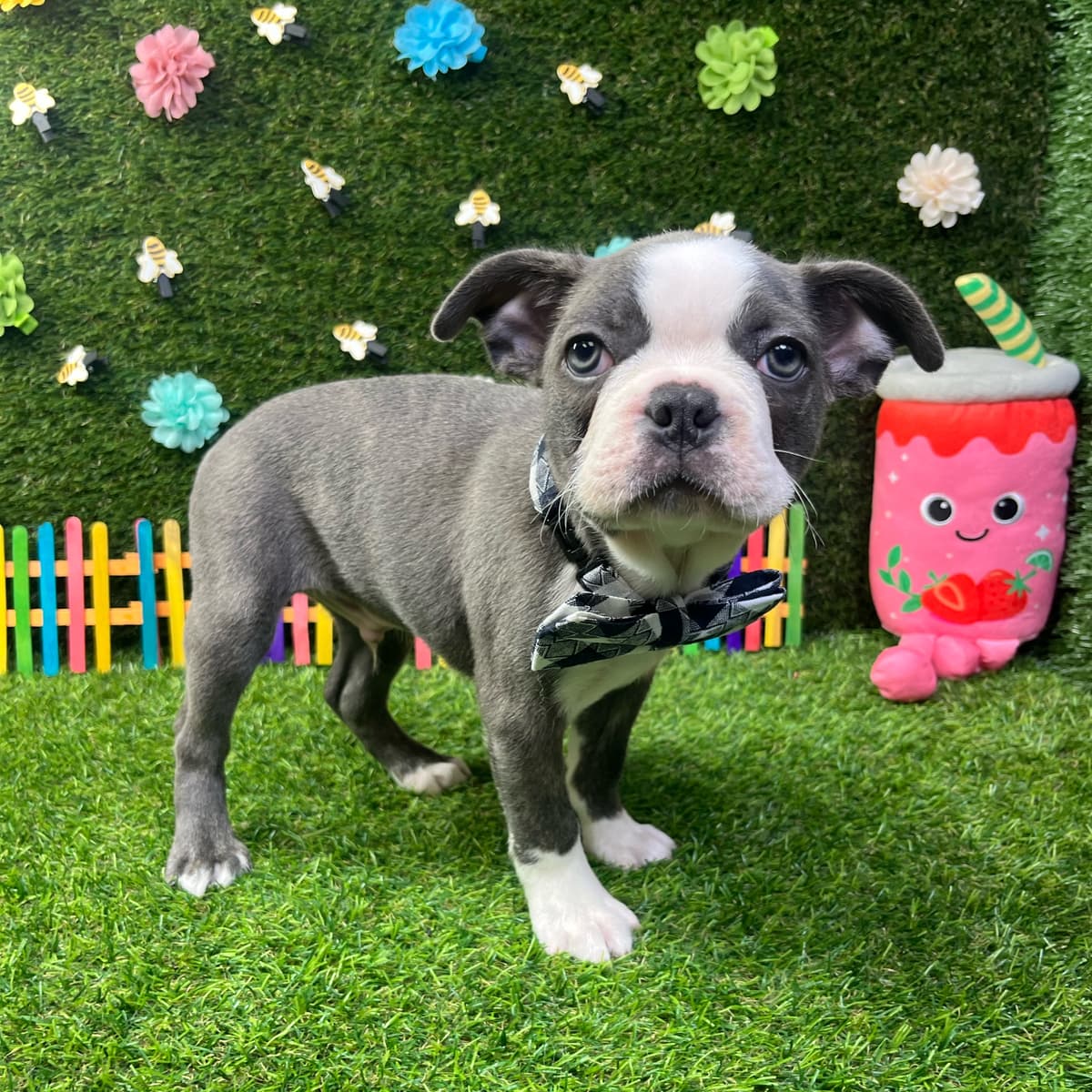 Buster - 3