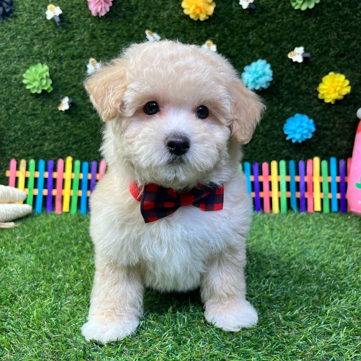 Bentley