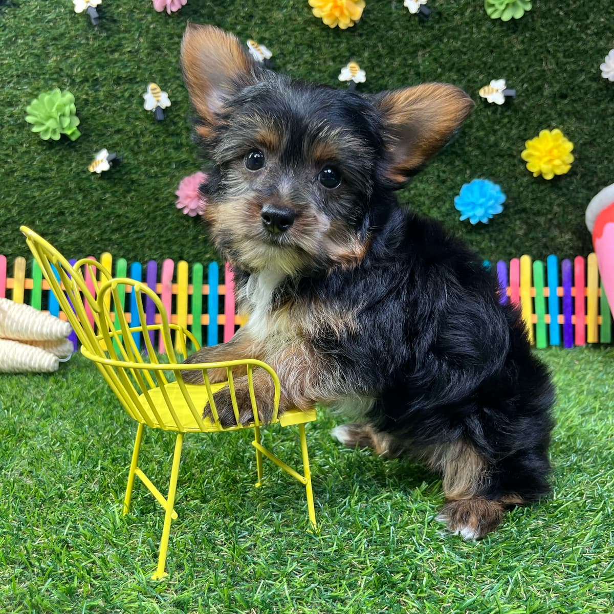 Milo