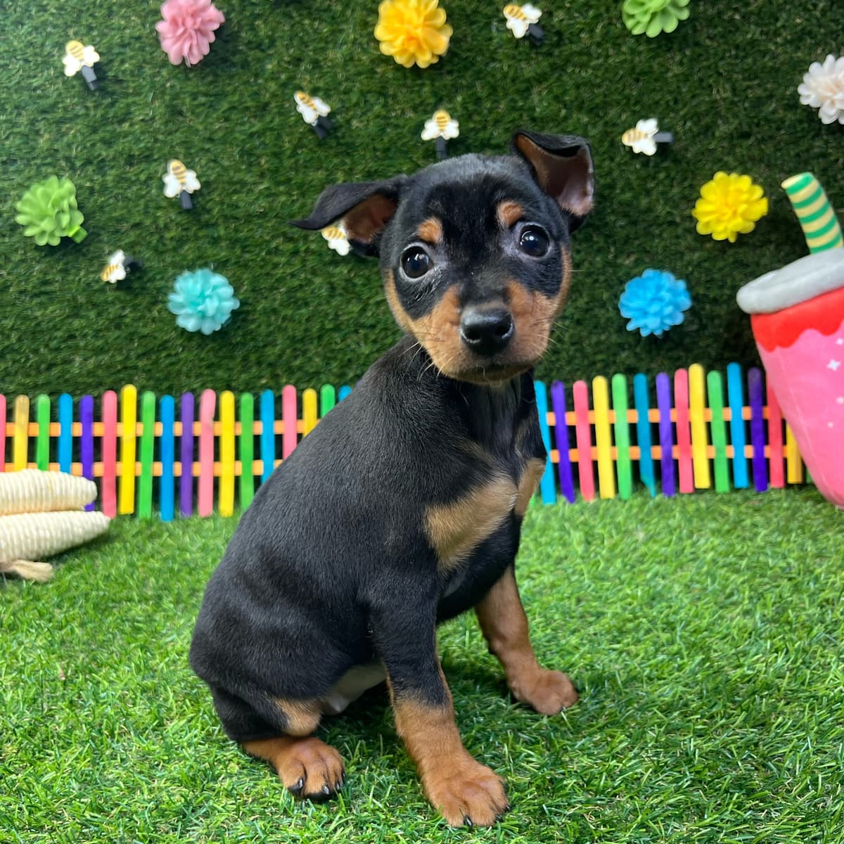 Penny