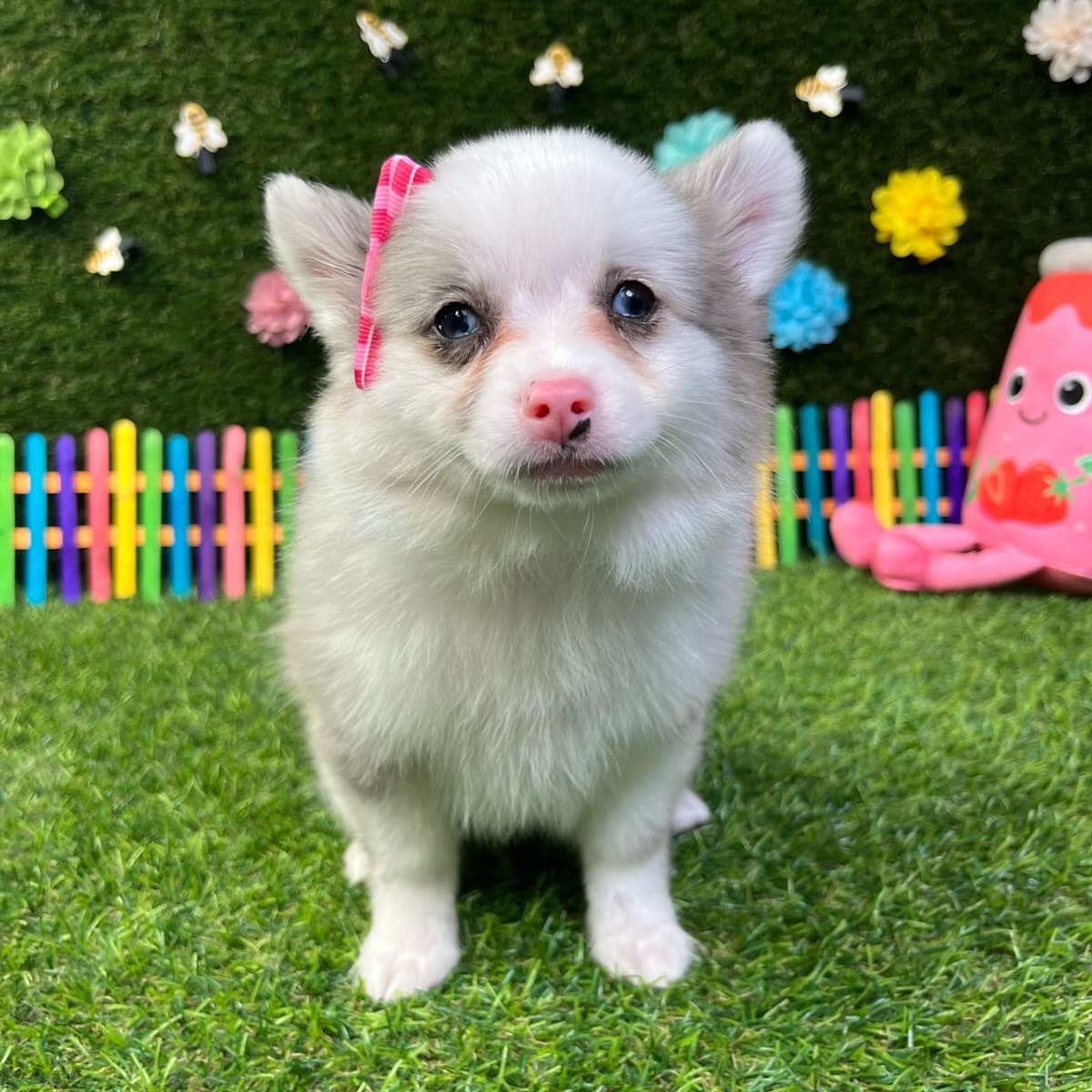 Pinky - 2