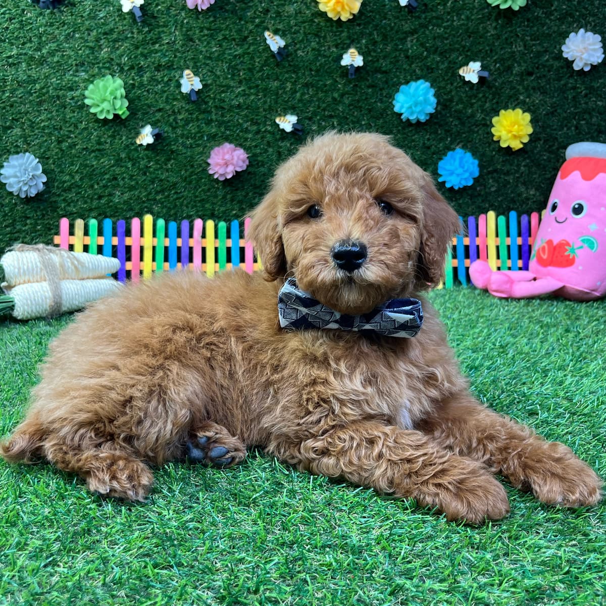 Charlie - 2