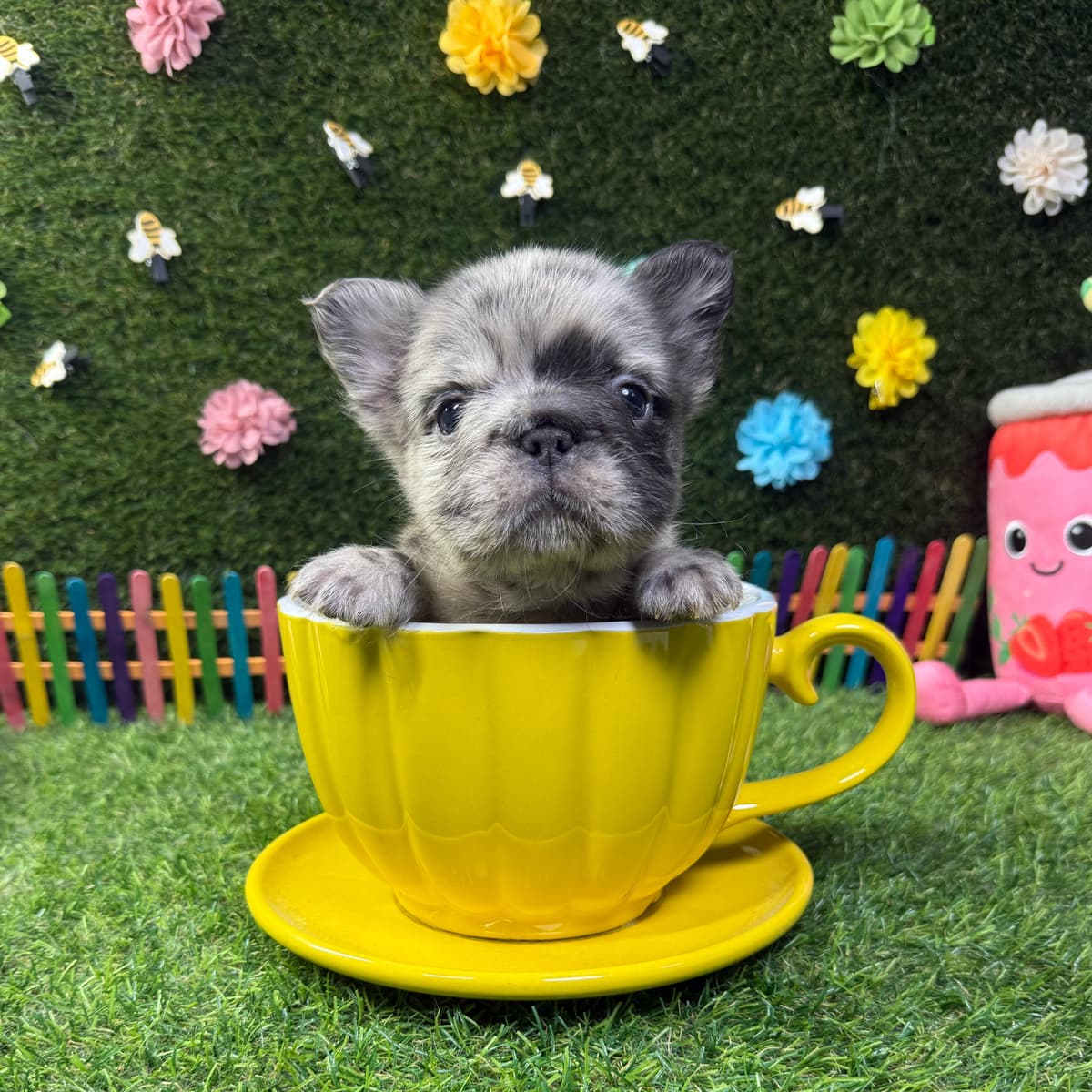 Bear