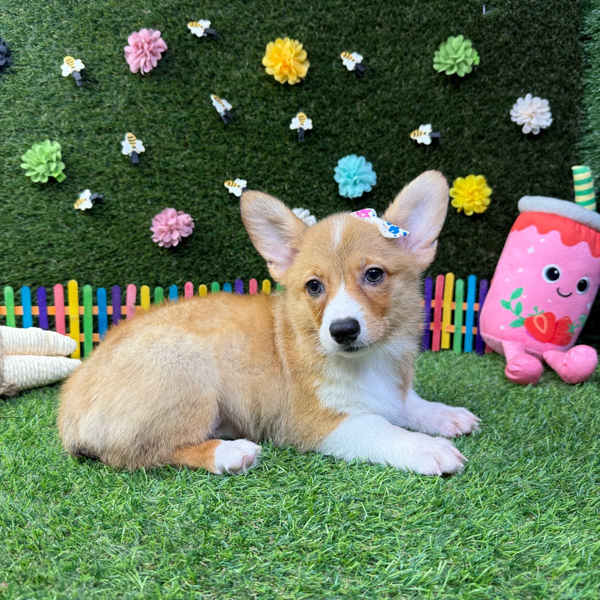 Zoey - 3