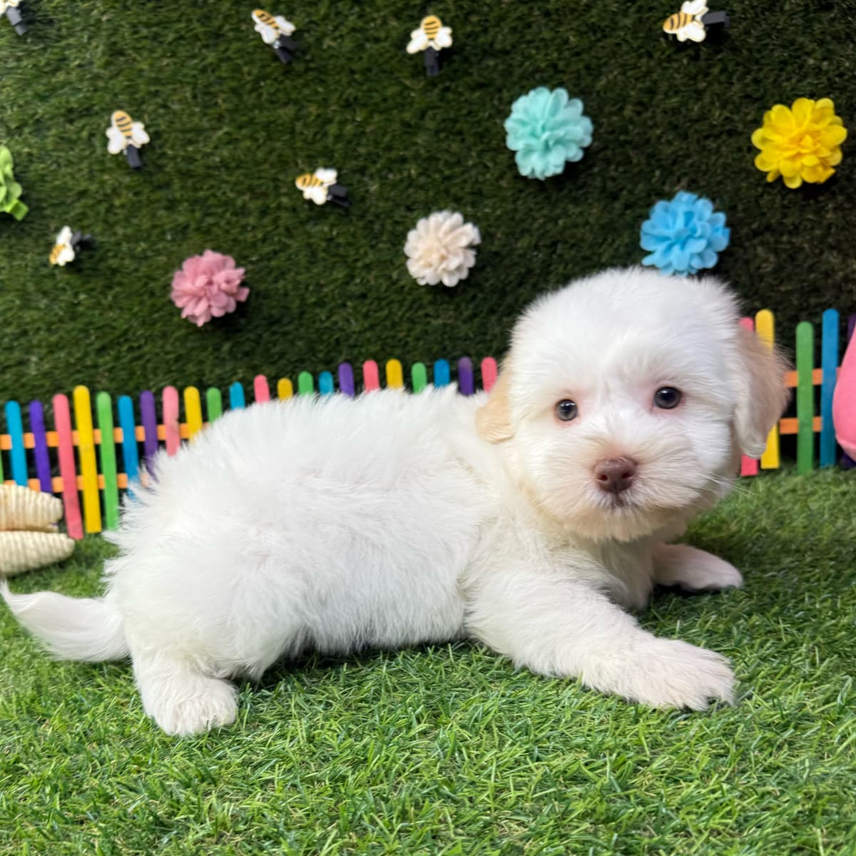 Teddy - 2