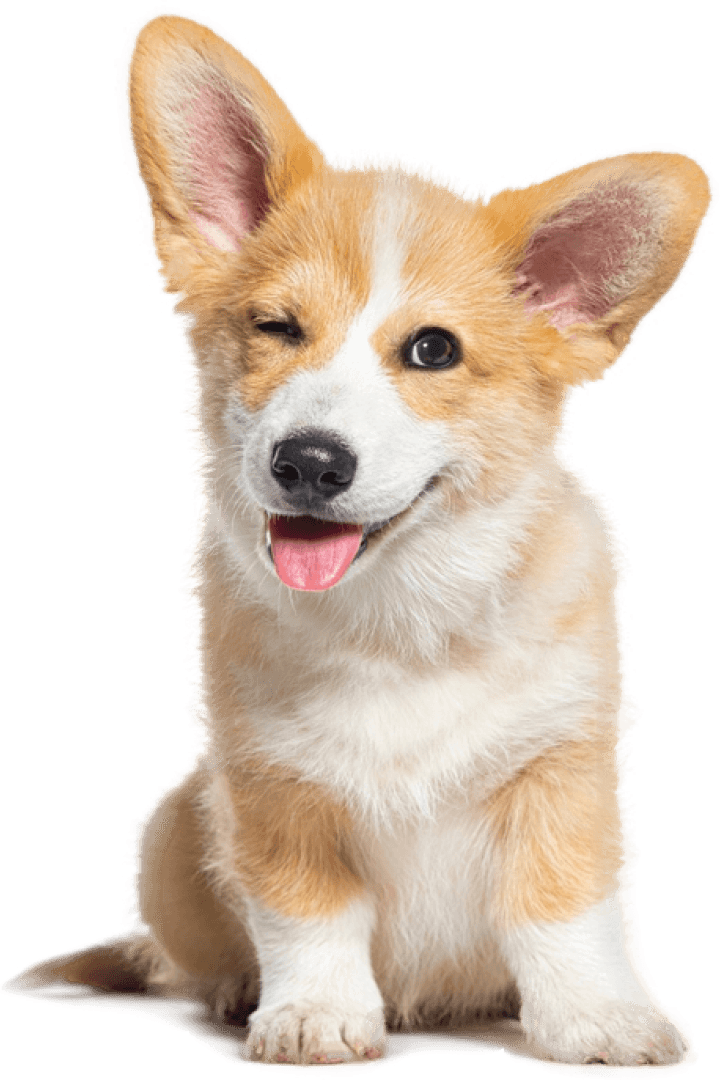 Adorable Corgi Puppy